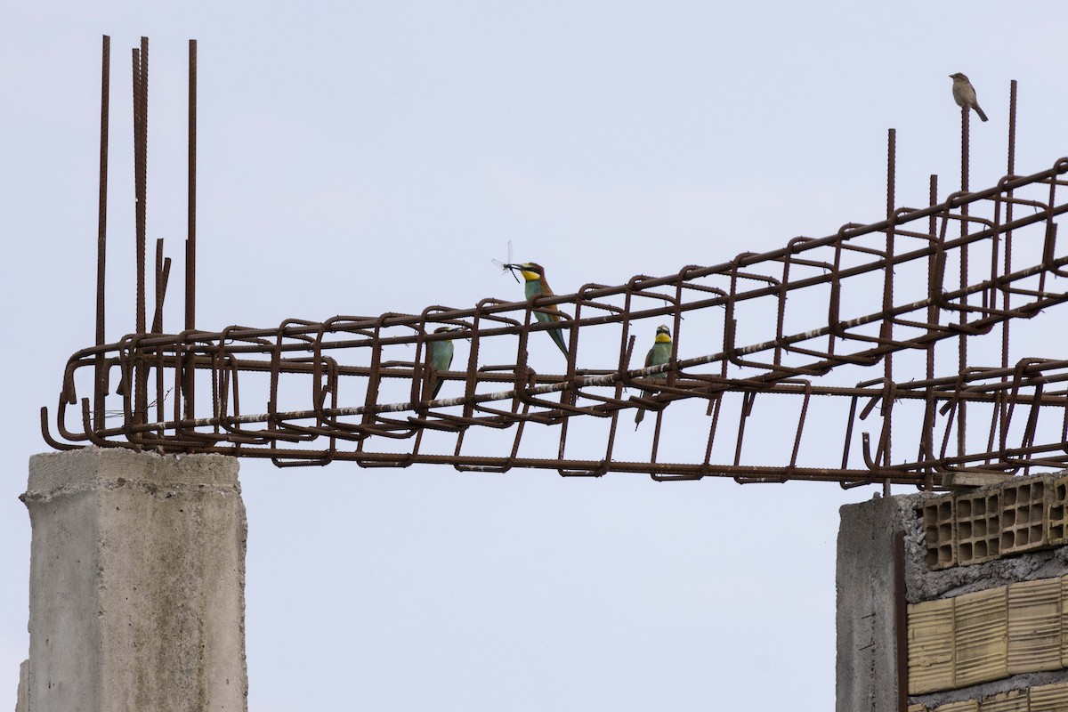 European Bee-eater - ML621374766