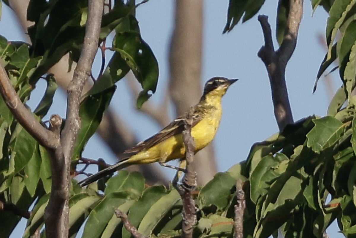 Western Yellow Wagtail (dombrowskii-type intergrade) - Tommy Pedersen