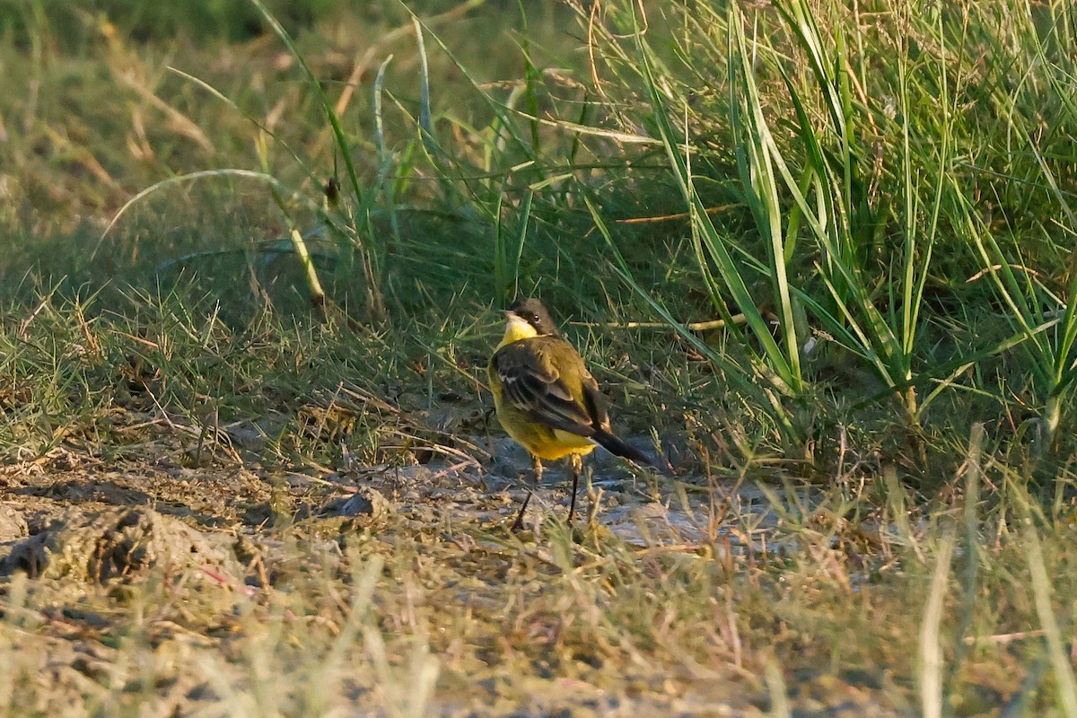 Western Yellow Wagtail (feldegg) - Tommy Pedersen