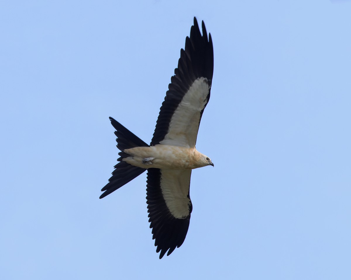 Swallow-tailed Kite - ML621374826