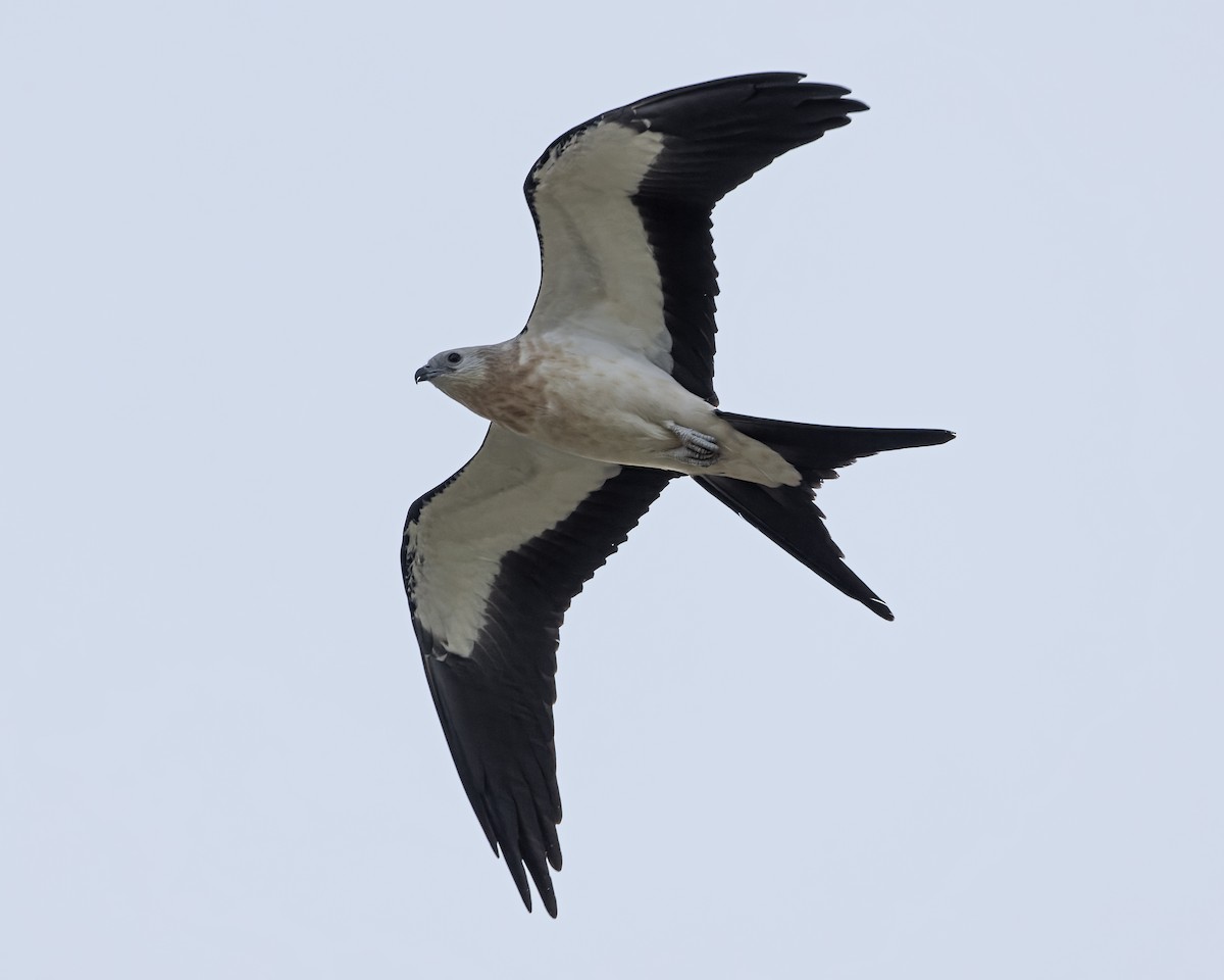 Swallow-tailed Kite - ML621374827