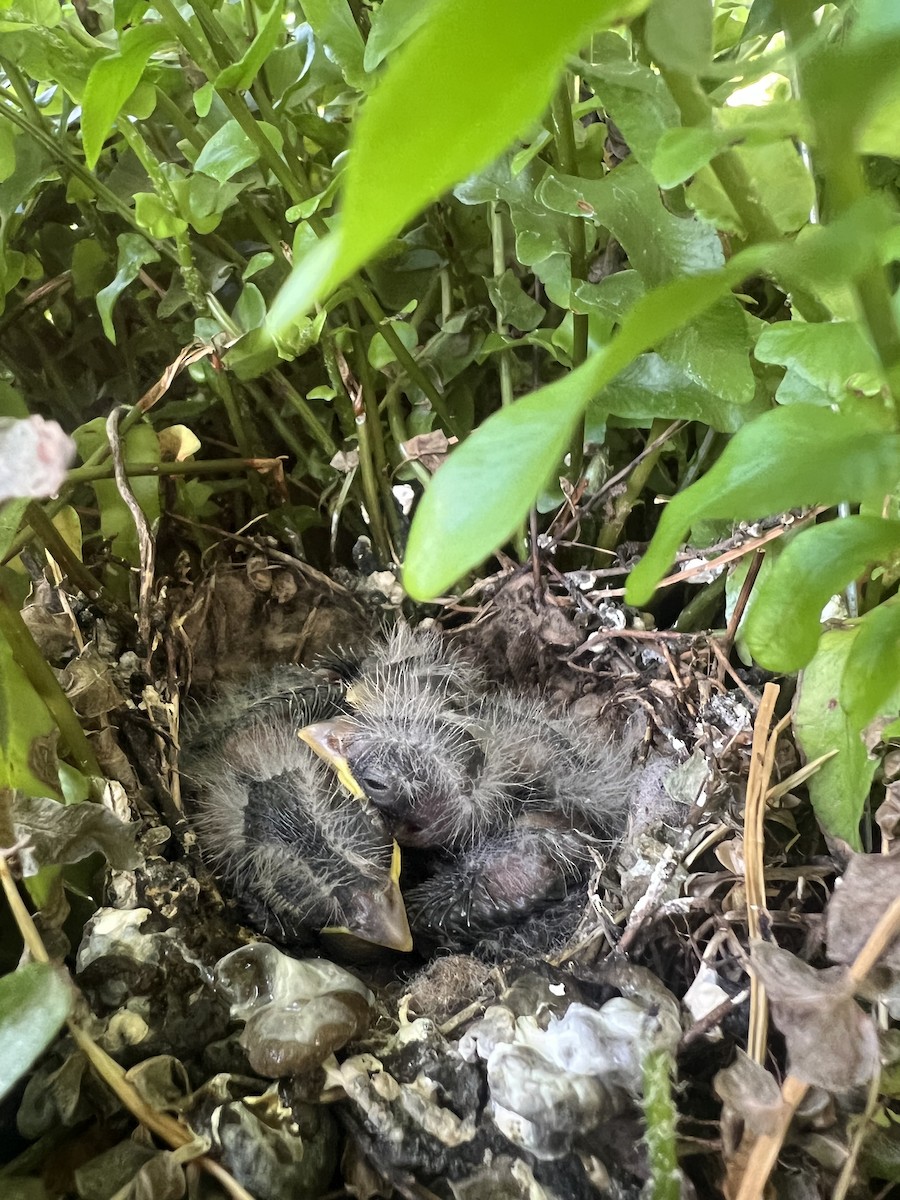 メキシコマシコ - ML621374856