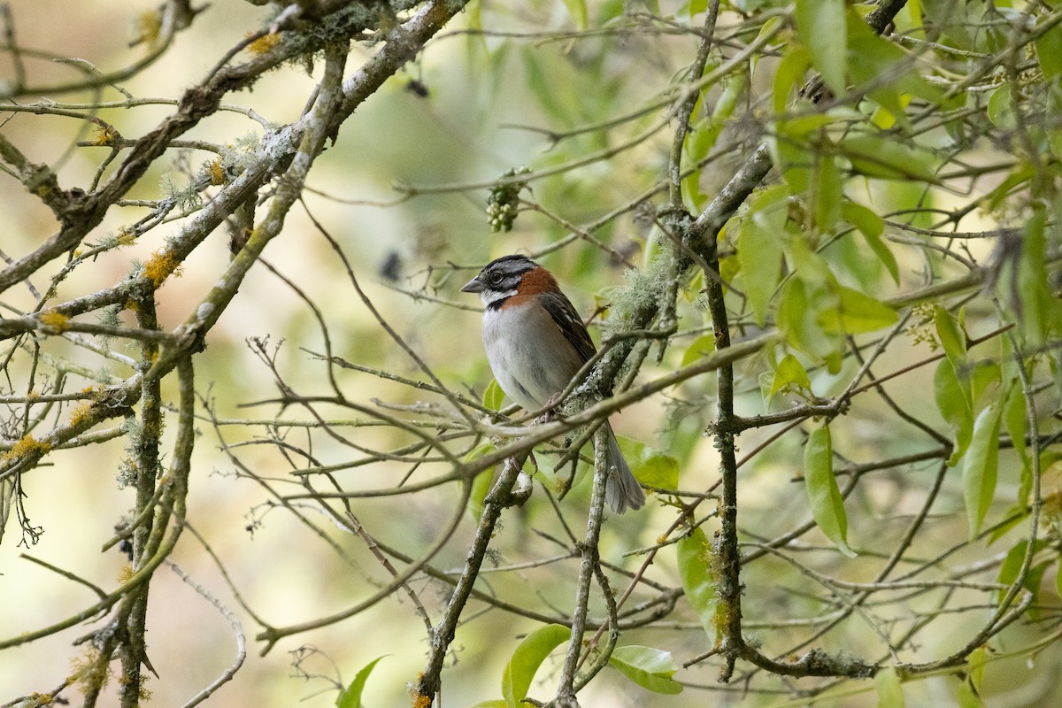 Rufous-collared Sparrow - ML621374868