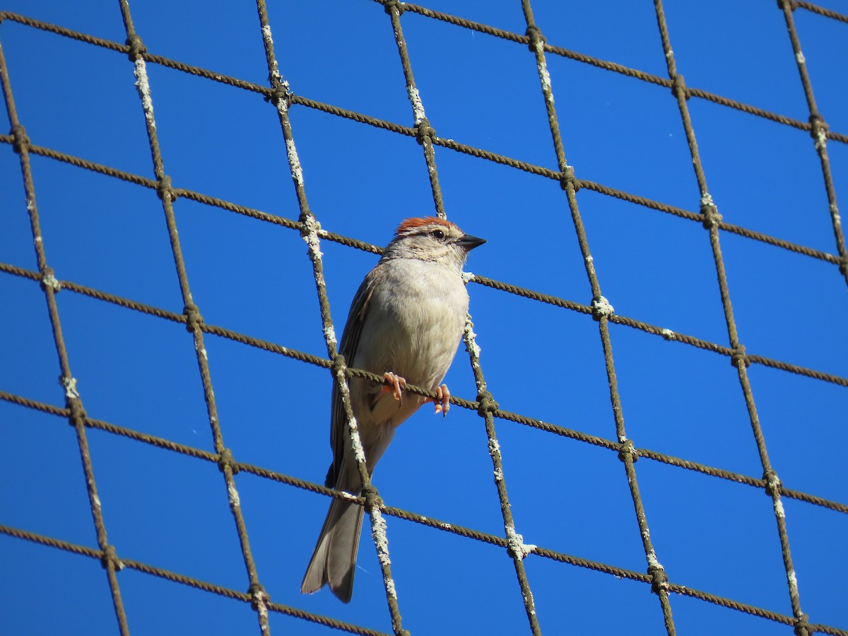 Chipping Sparrow - ML621374912