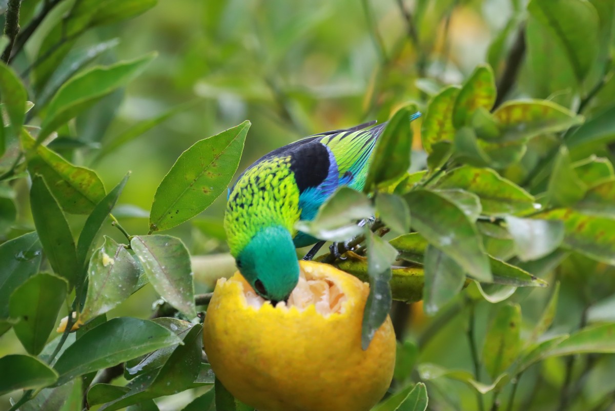 Green-headed Tanager - ML621374918