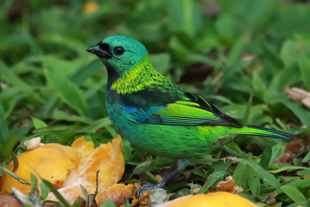 Green-headed Tanager - ML621374921