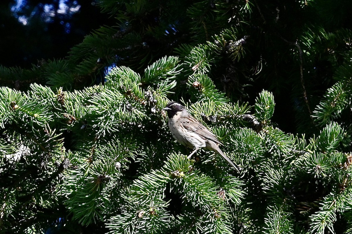 Black-throated Accentor - ML621374962