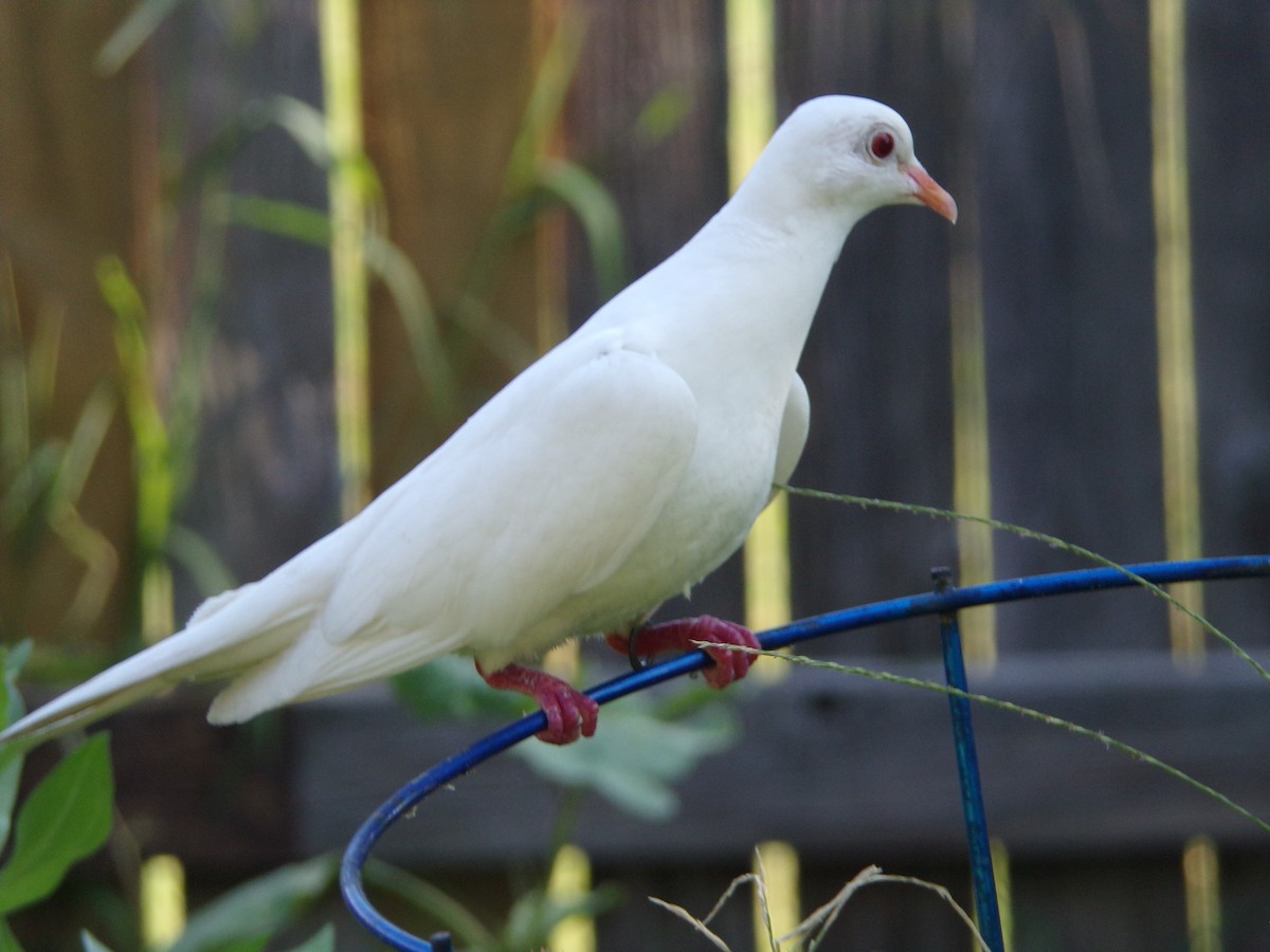 Сизый голубь (Одомашненного типа) - ML621374966