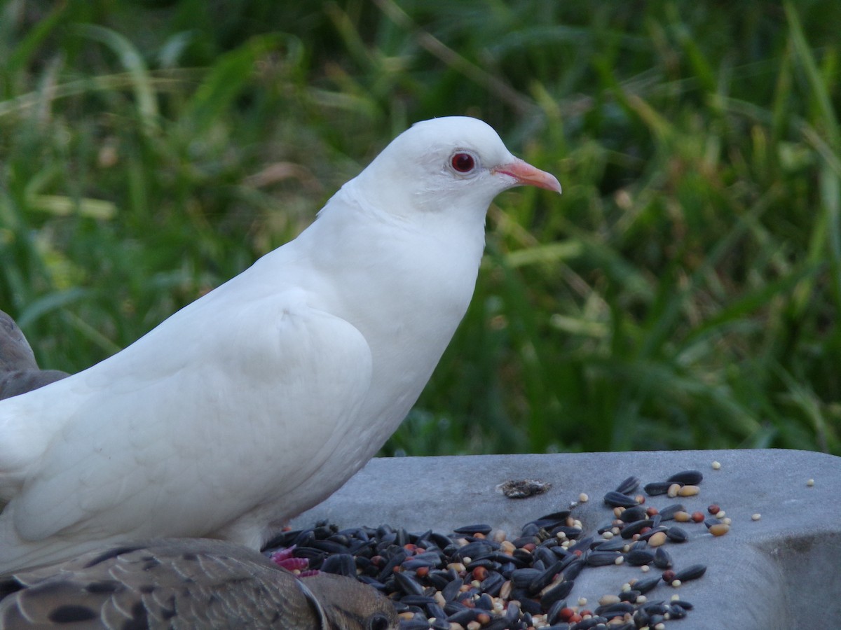 Сизый голубь (Одомашненного типа) - ML621374968