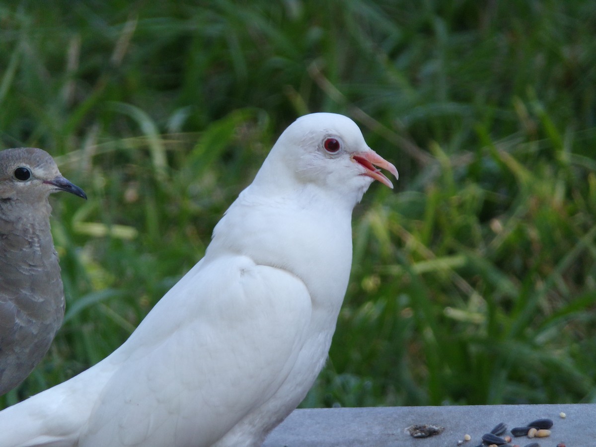 Сизый голубь (Одомашненного типа) - ML621374969