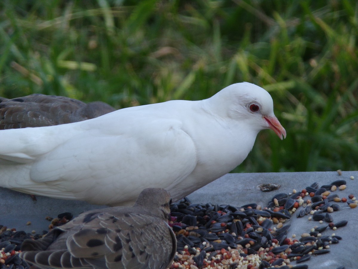 Pigeon biset (forme domestique) - ML621374970