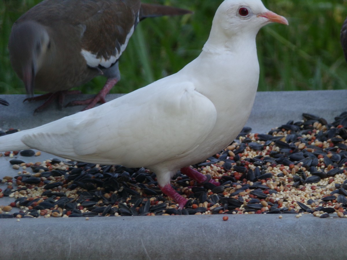 Сизый голубь (Одомашненного типа) - ML621374973