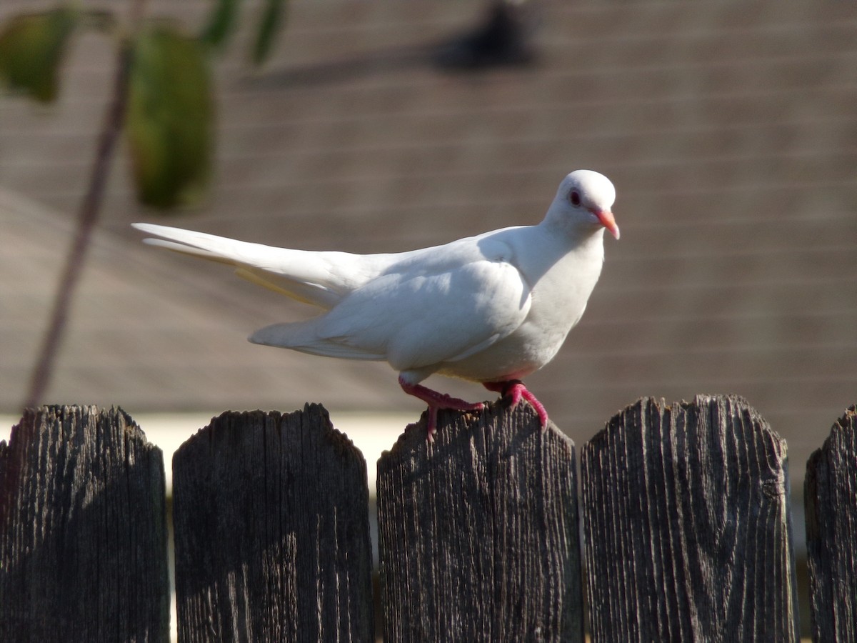 Rock Pigeon (Feral Pigeon) - ML621374975