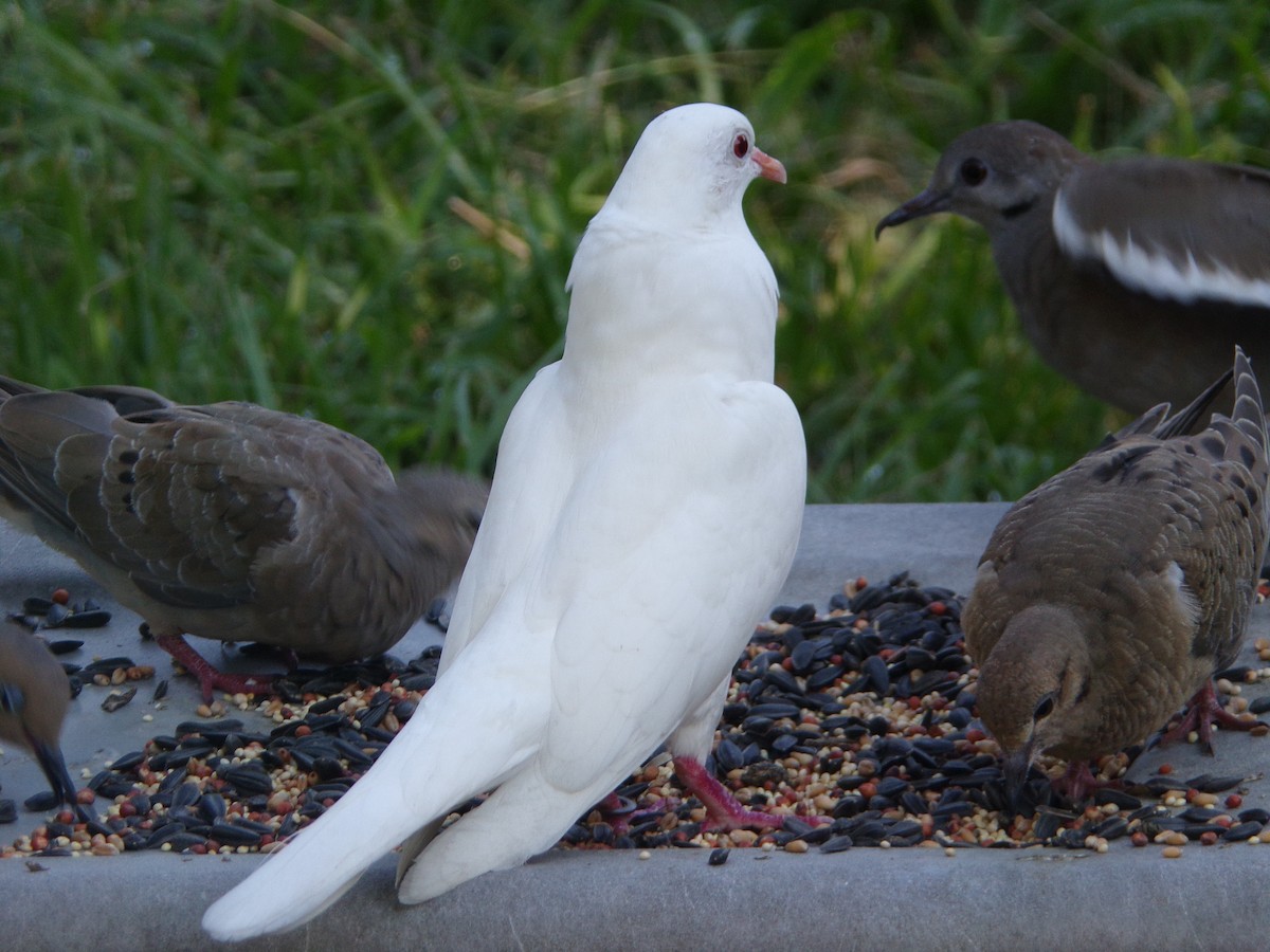 Rock Pigeon (Feral Pigeon) - ML621374976