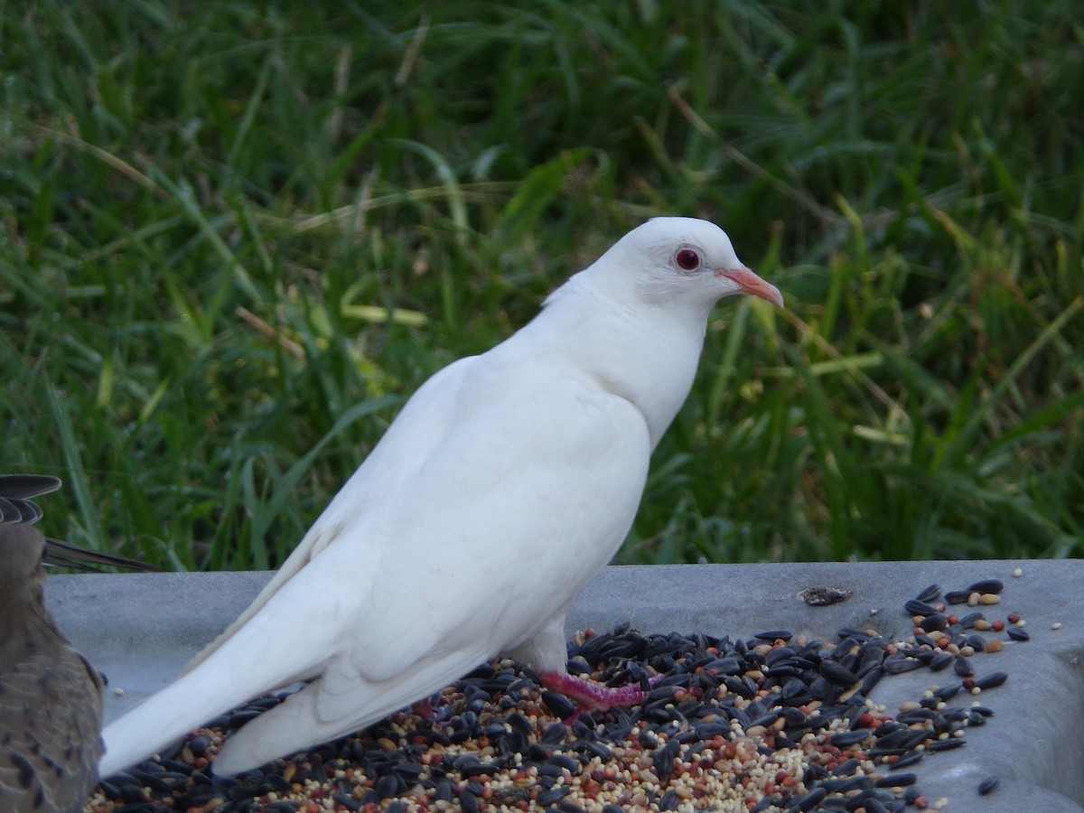 Сизый голубь (Одомашненного типа) - ML621374977