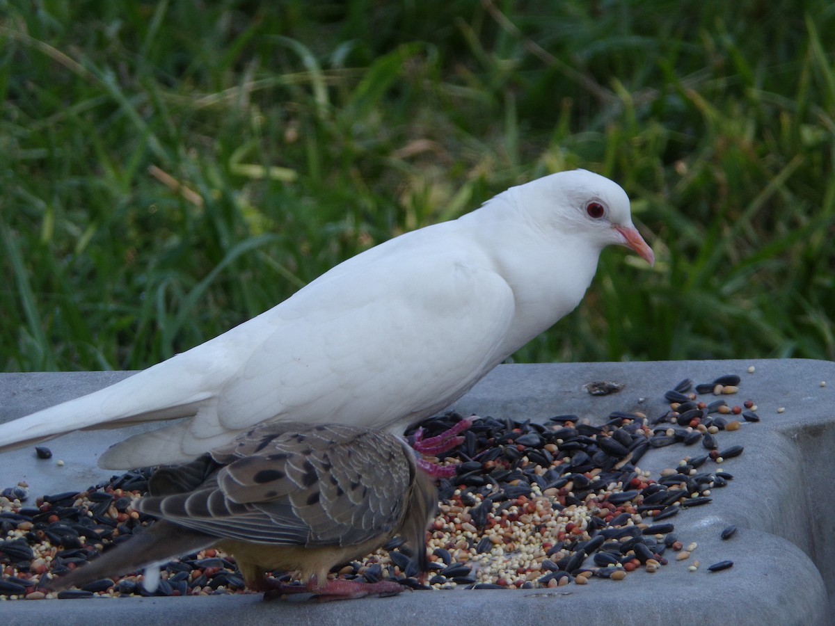Rock Pigeon (Feral Pigeon) - ML621374978