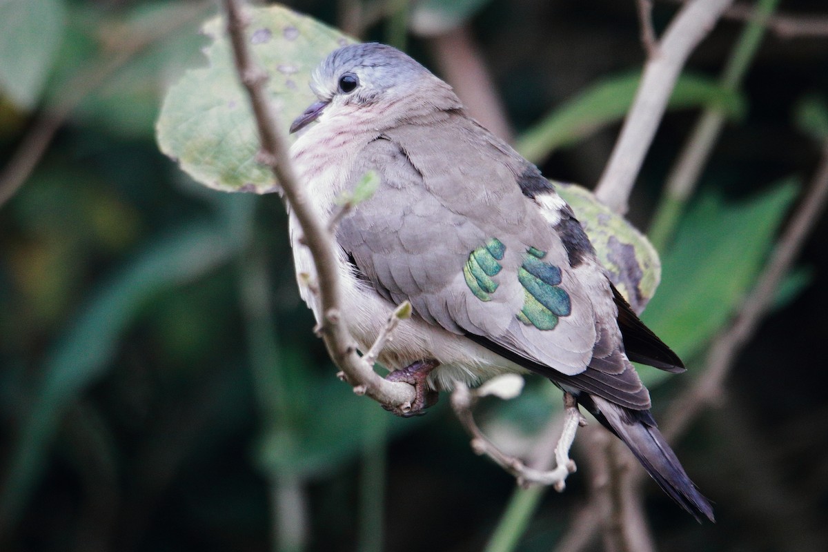 Emerald-spotted Wood-Dove - ML621374983