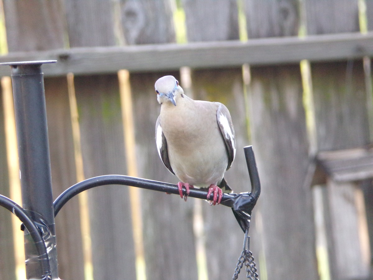 White-winged Dove - ML621374992