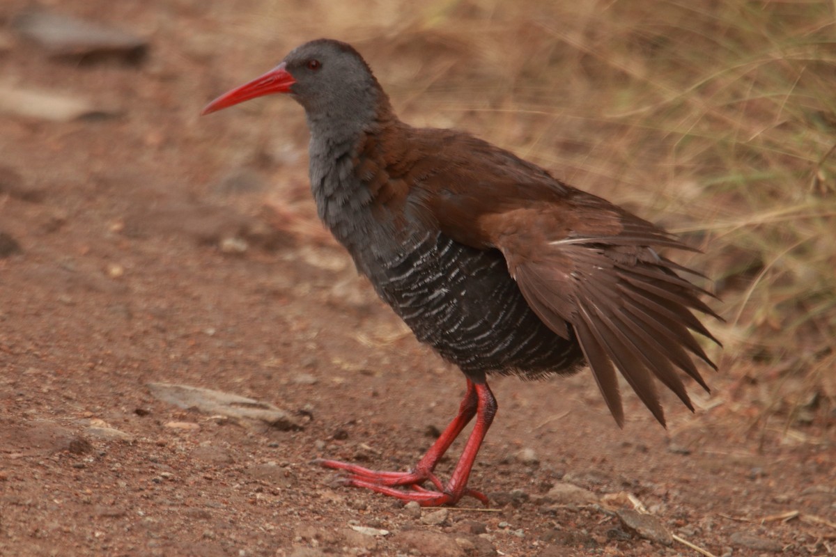 African Rail - ML621375012