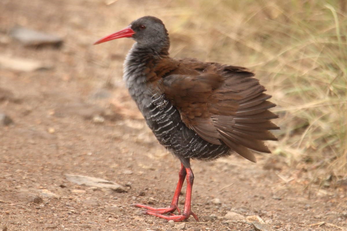 African Rail - ML621375014