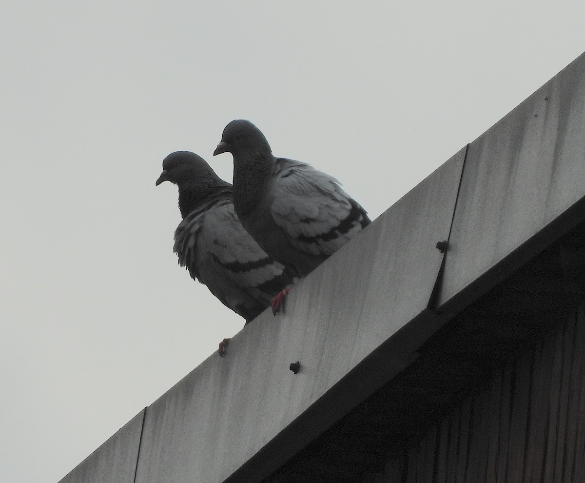 Rock Pigeon (Feral Pigeon) - ML621375058