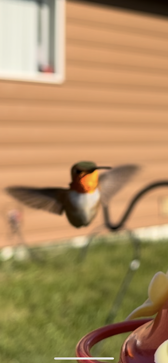 Broad-tailed Hummingbird - ML621375079