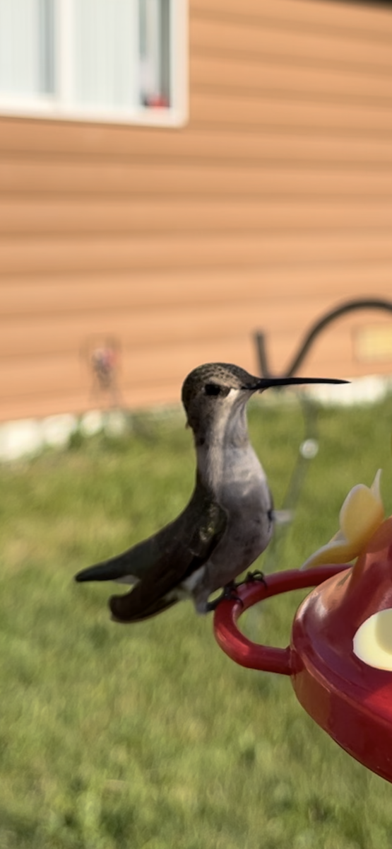 Broad-tailed Hummingbird - ML621375080