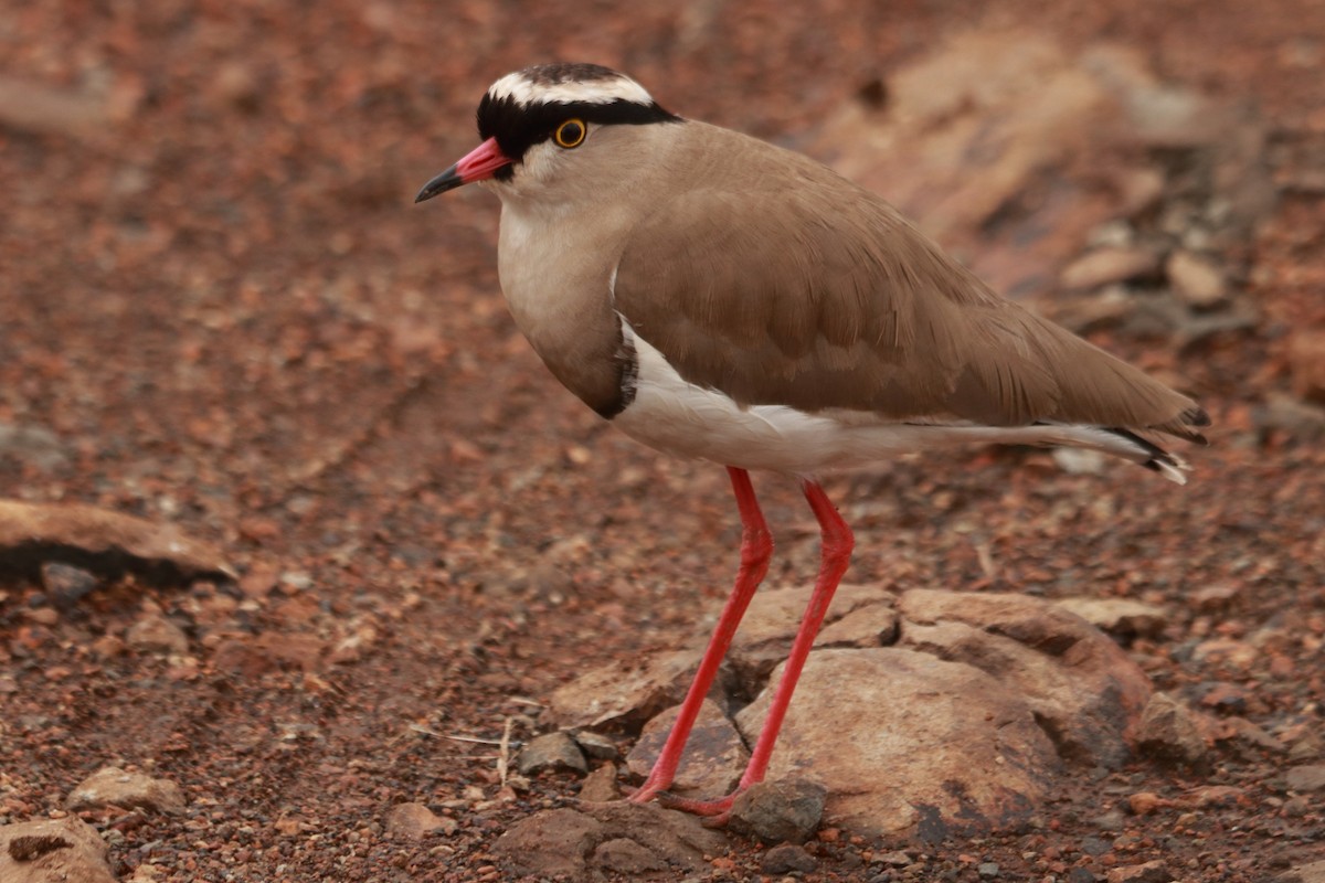 Crowned Lapwing - ML621375088