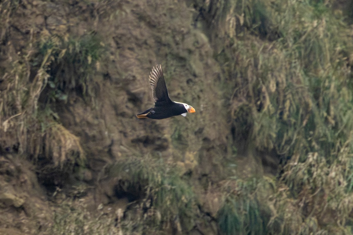 Tufted Puffin - ML621375299