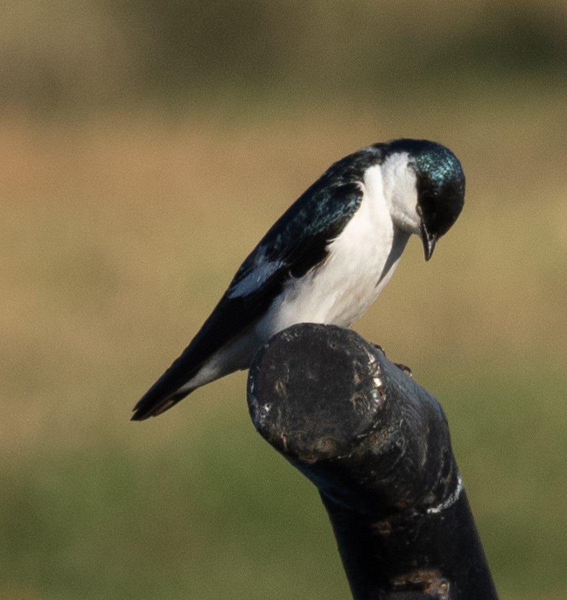 White-winged Swallow - ML621375301