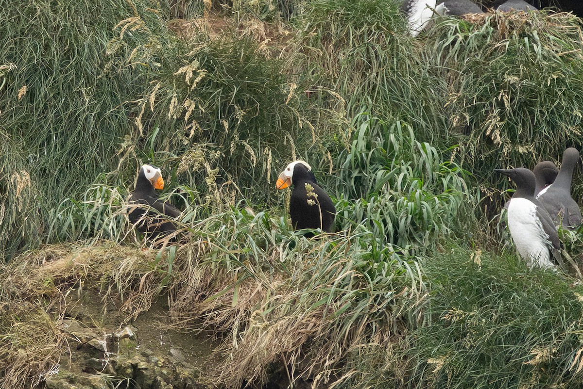 Tufted Puffin - ML621375313