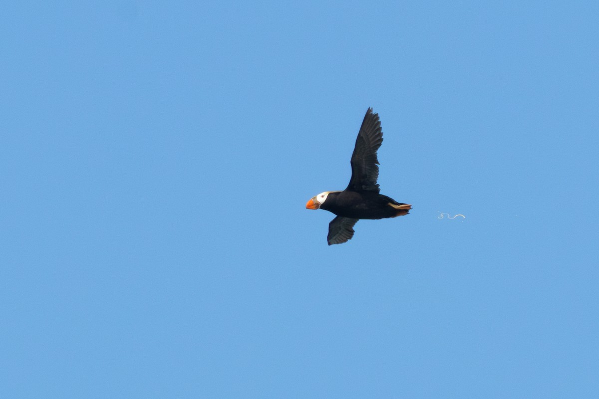 Tufted Puffin - ML621375325