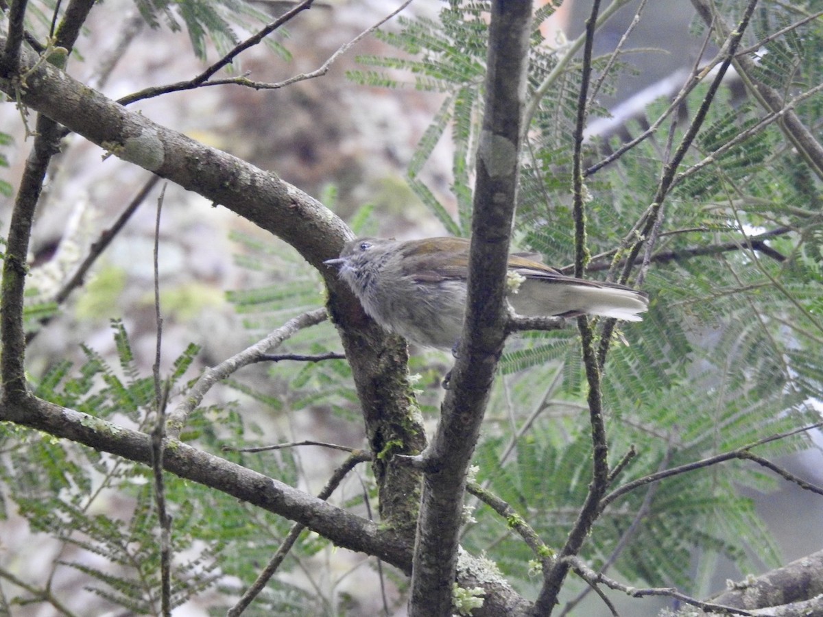 Green-backed Honeyguide - ML621375336