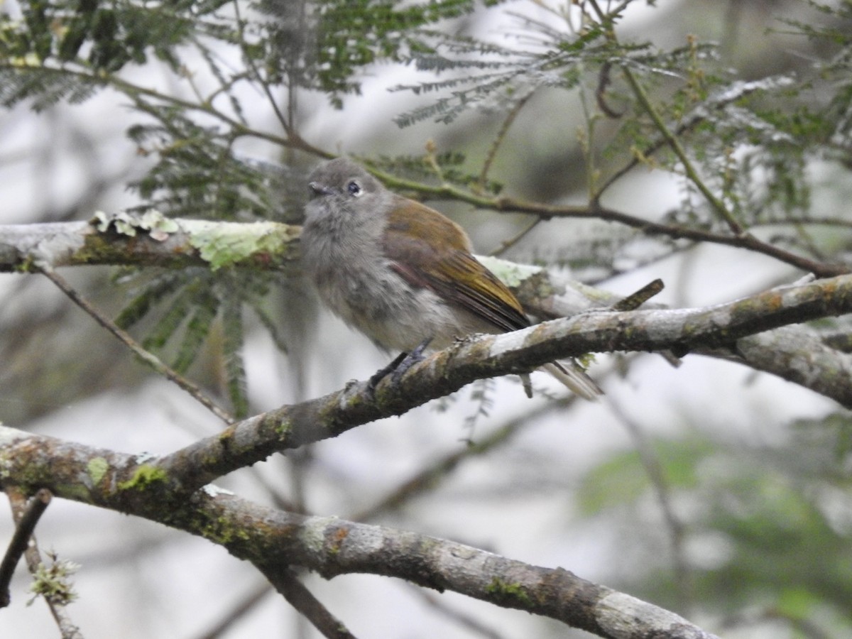 Green-backed Honeyguide - ML621375337