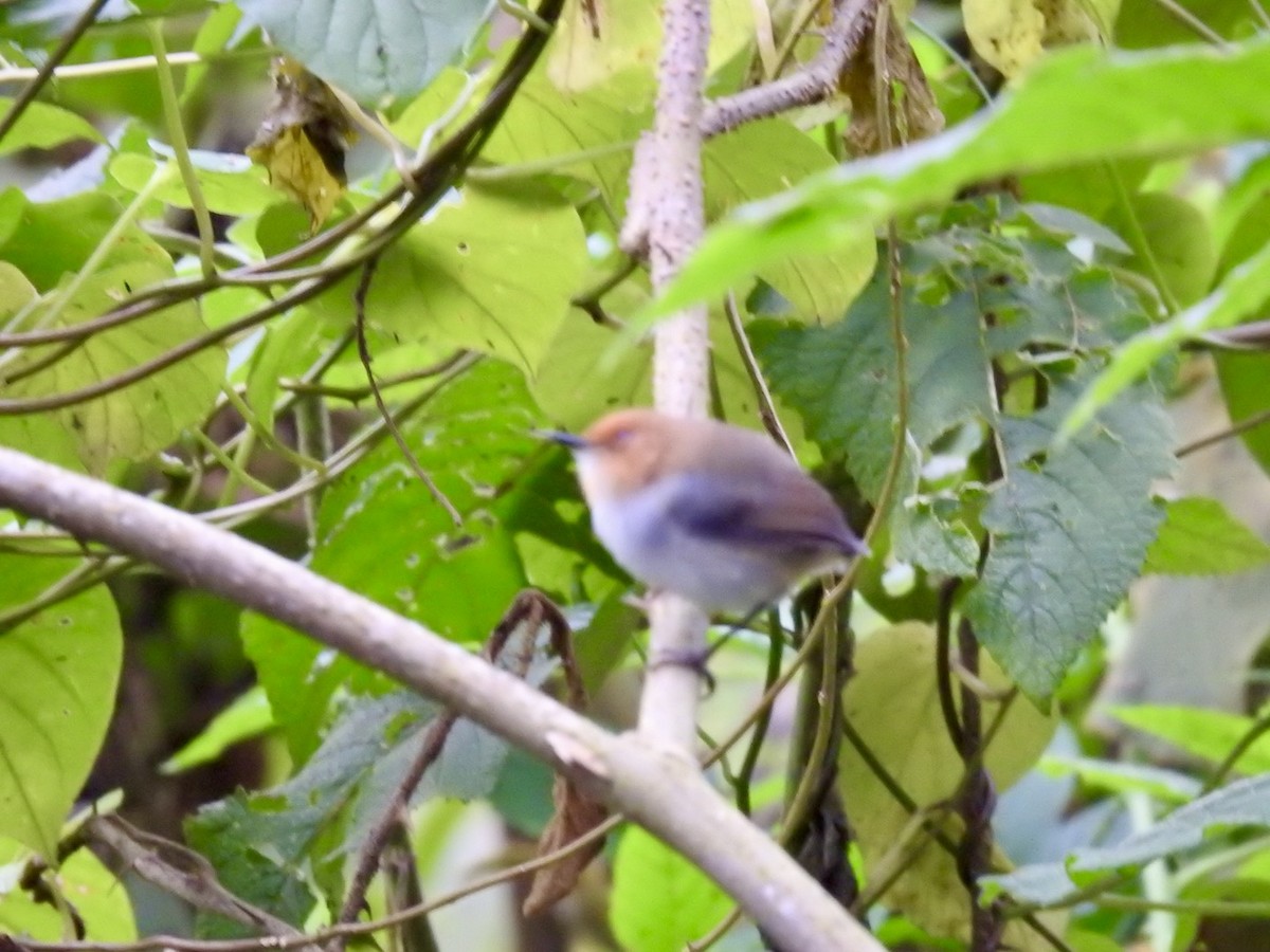 African Tailorbird - ML621375349