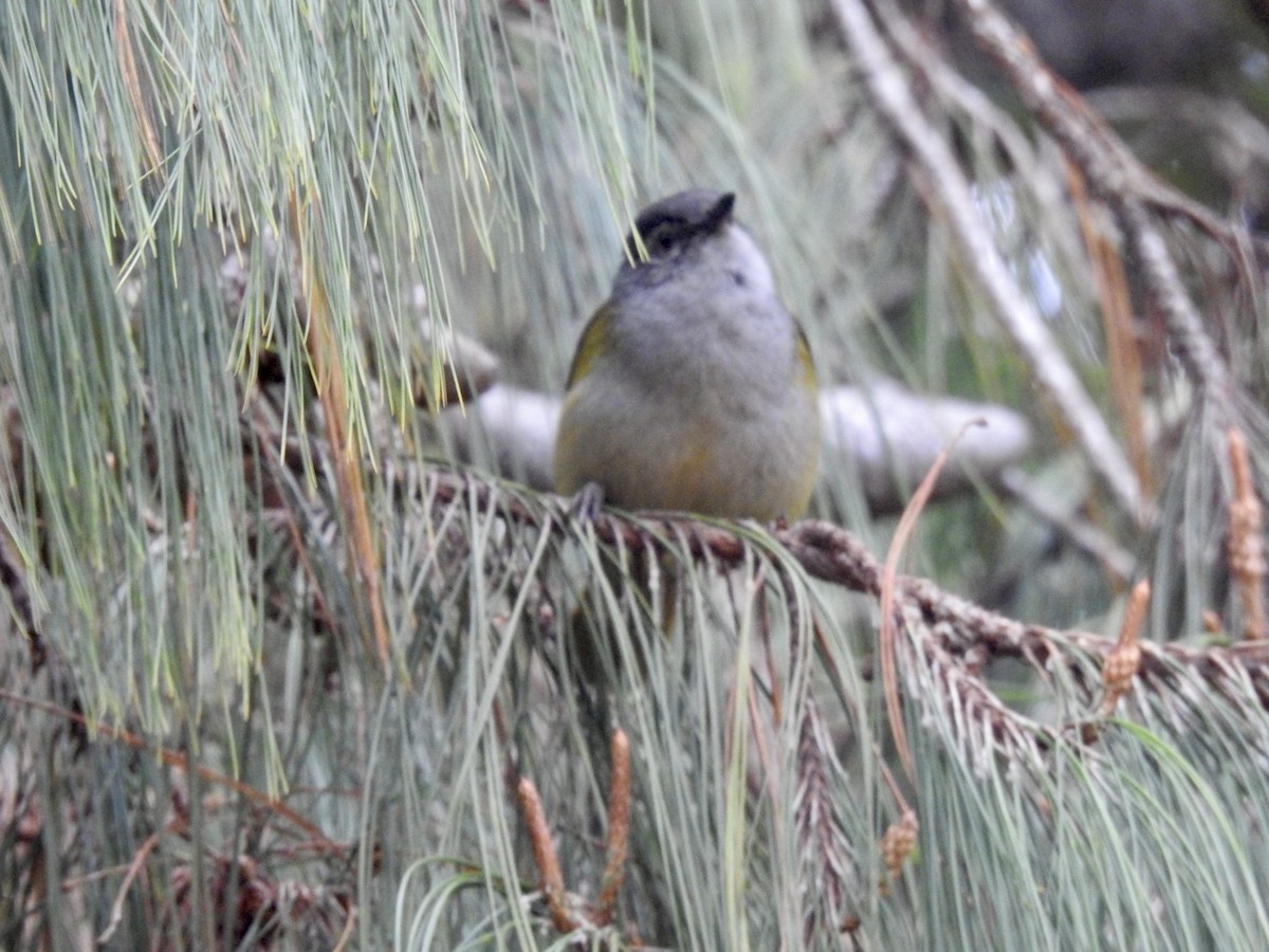 Eastern Mountain Greenbul (Mountain) - ML621375357