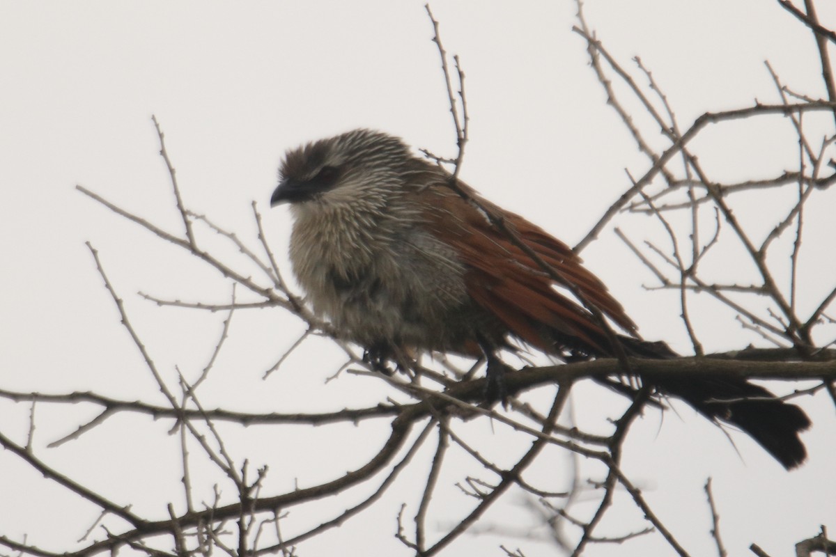 White-browed Coucal - ML621375360