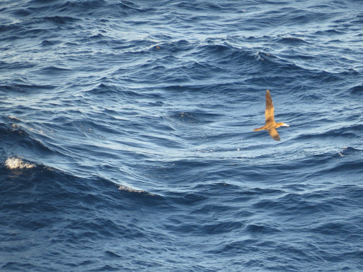 Brown Booby - ML621375367