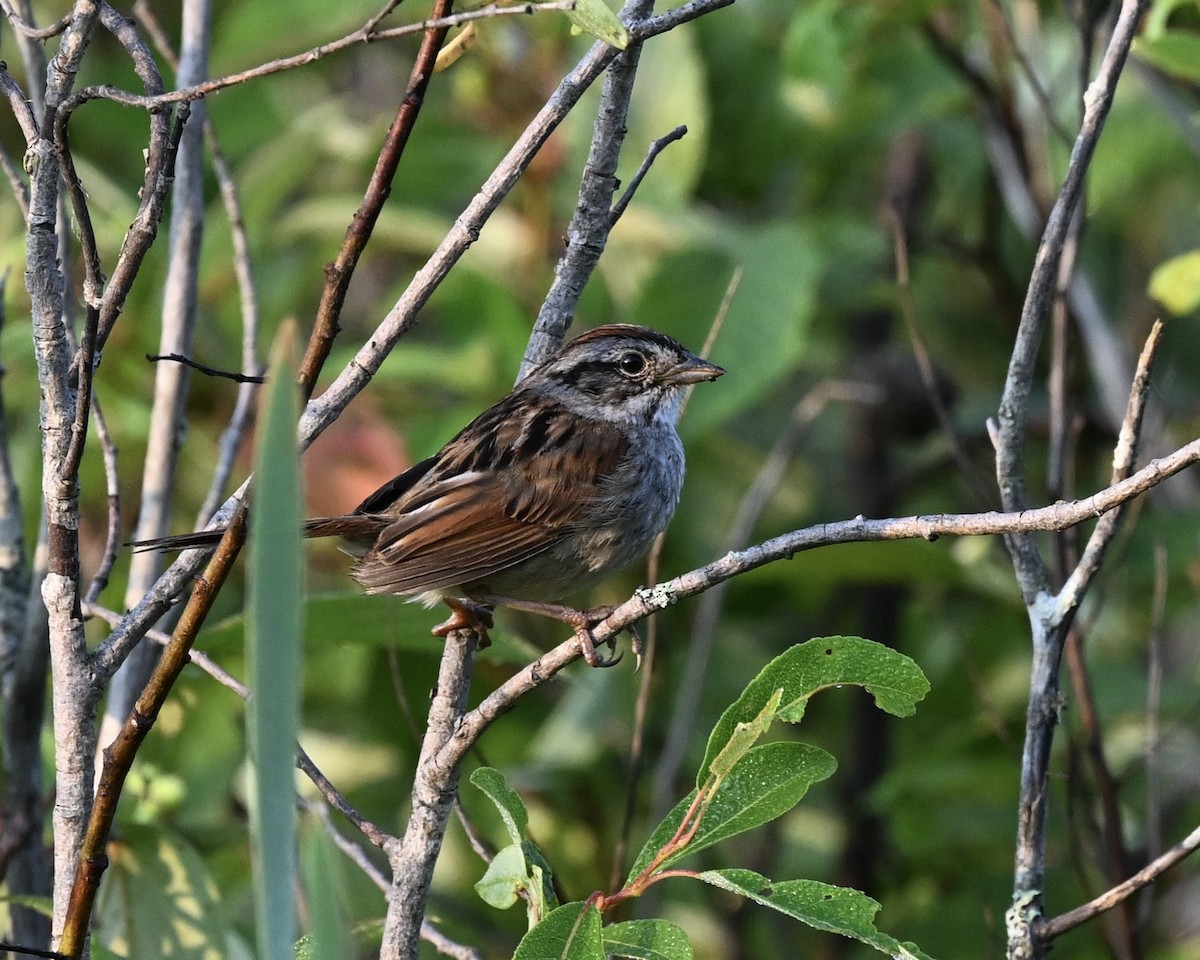 Swamp Sparrow - ML621375369
