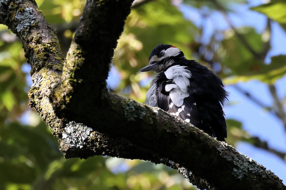 Great Spotted Woodpecker - ML621375379