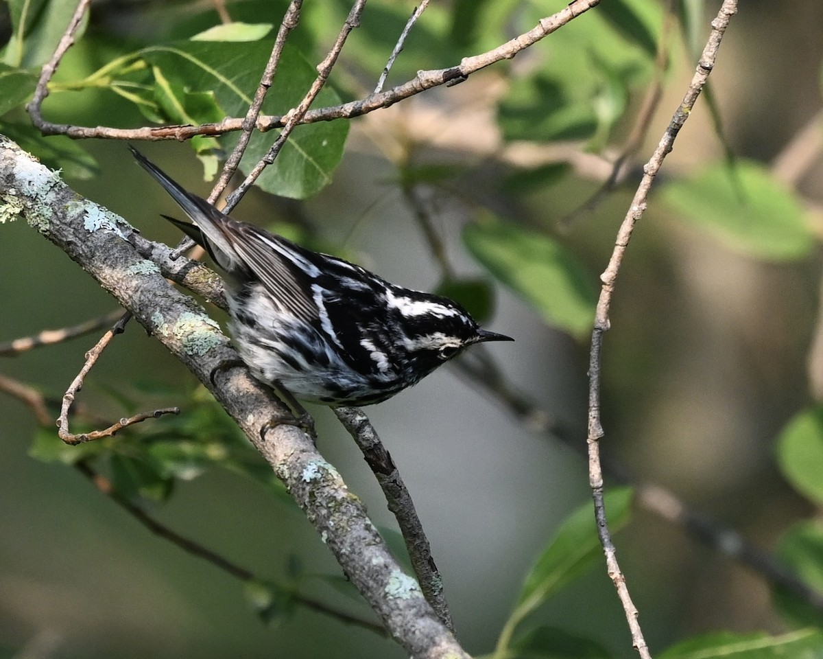 Black-and-white Warbler - ML621375382
