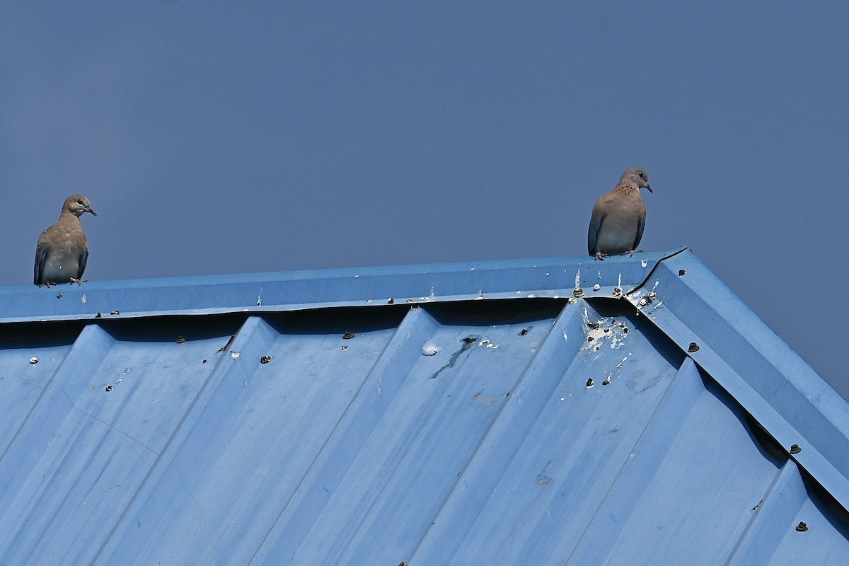 Laughing Dove - ML621375392