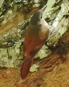 Olivaceous Woodcreeper - ML621375393