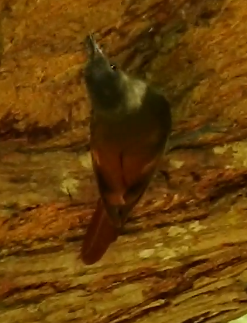 Olivaceous Woodcreeper - ML621375394