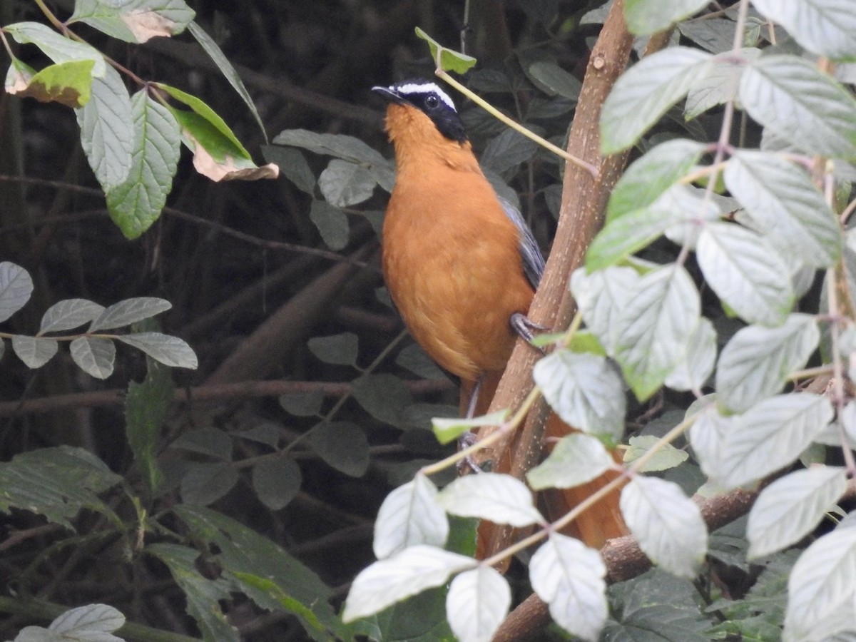 White-browed Robin-Chat - ML621375401