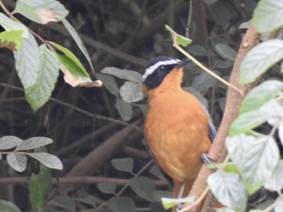 White-browed Robin-Chat - ML621375402