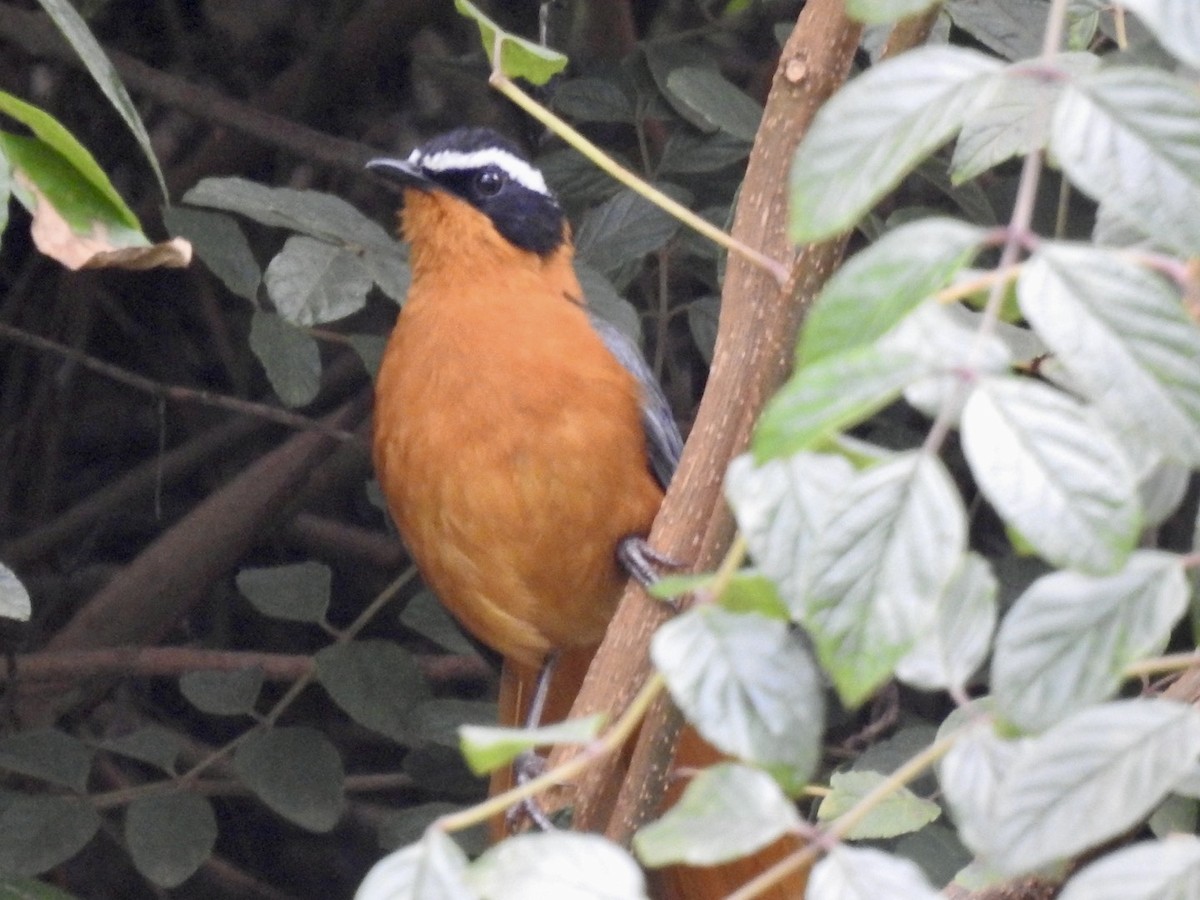 White-browed Robin-Chat - ML621375403