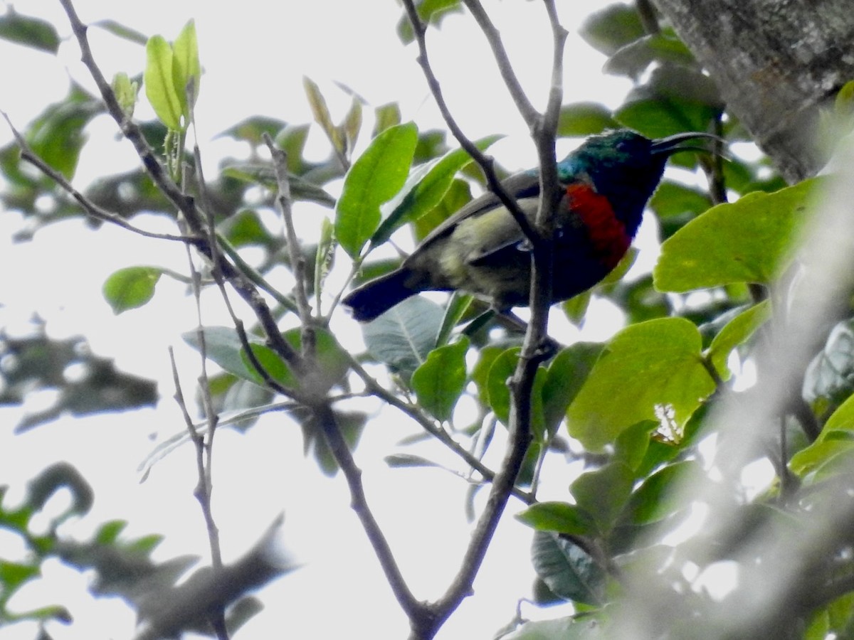 Usambara Double-collared Sunbird - ML621375417