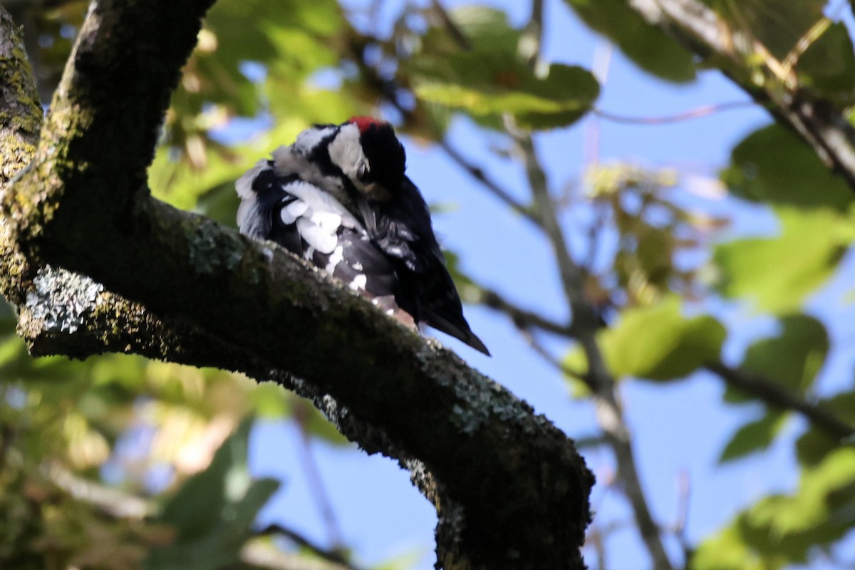 Great Spotted Woodpecker - ML621375419