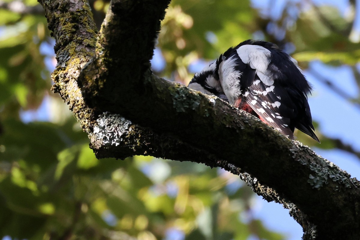 Great Spotted Woodpecker - ML621375422